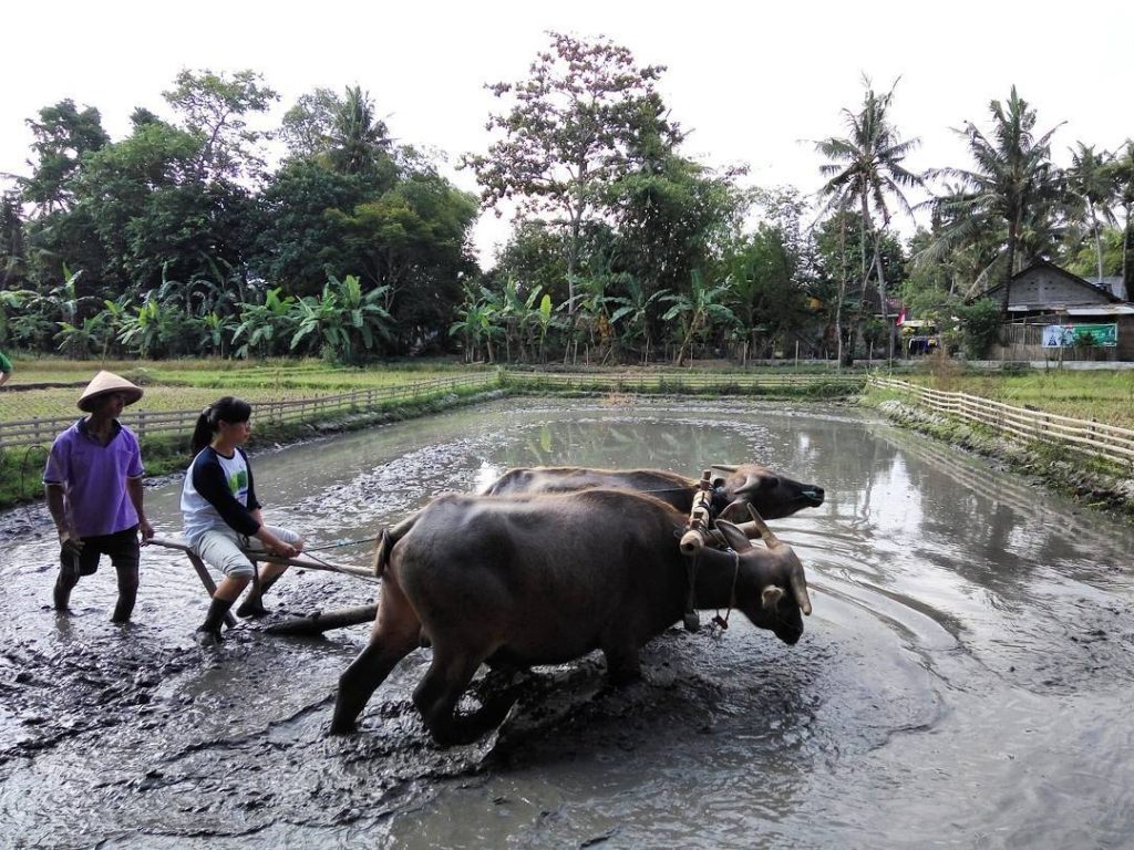 desa wisata tembi