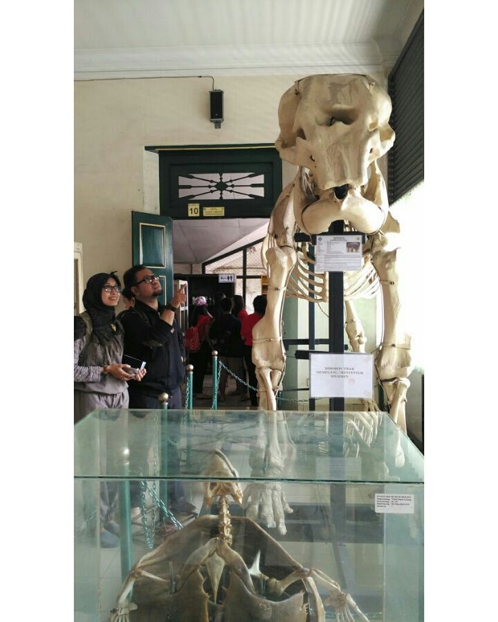 museum biologi ugm tugu wisata