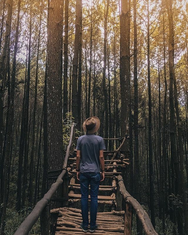 Hutan Pinus Asri Mangunan Tugu Wisata