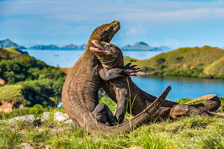 paket tour komodo 4 hari 3 malam